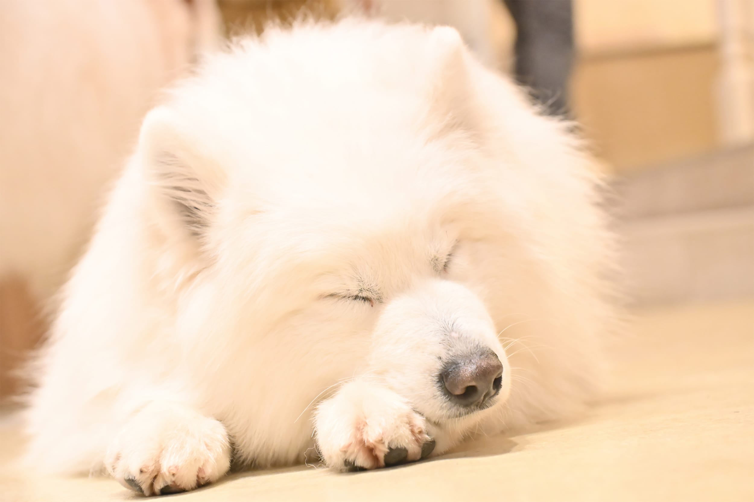 GWにお勧め》ふわふわモフモフの毛がたまらない～！SNSで大バズり中