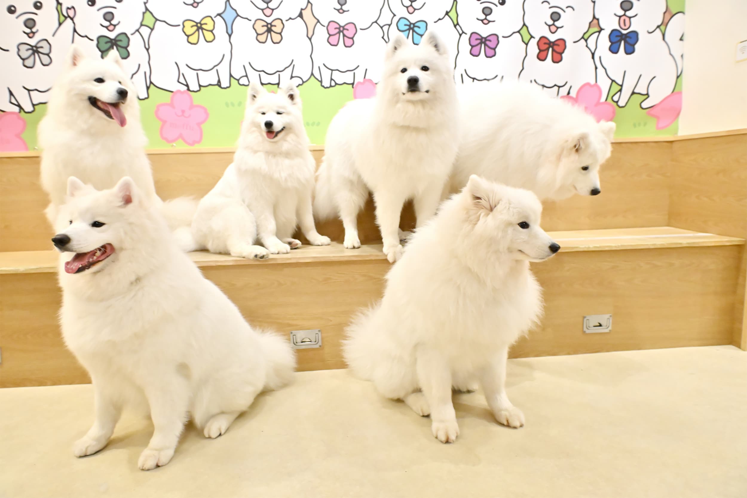 GWにお勧め》ふわふわモフモフの毛がたまらない～！SNSで大バズり中