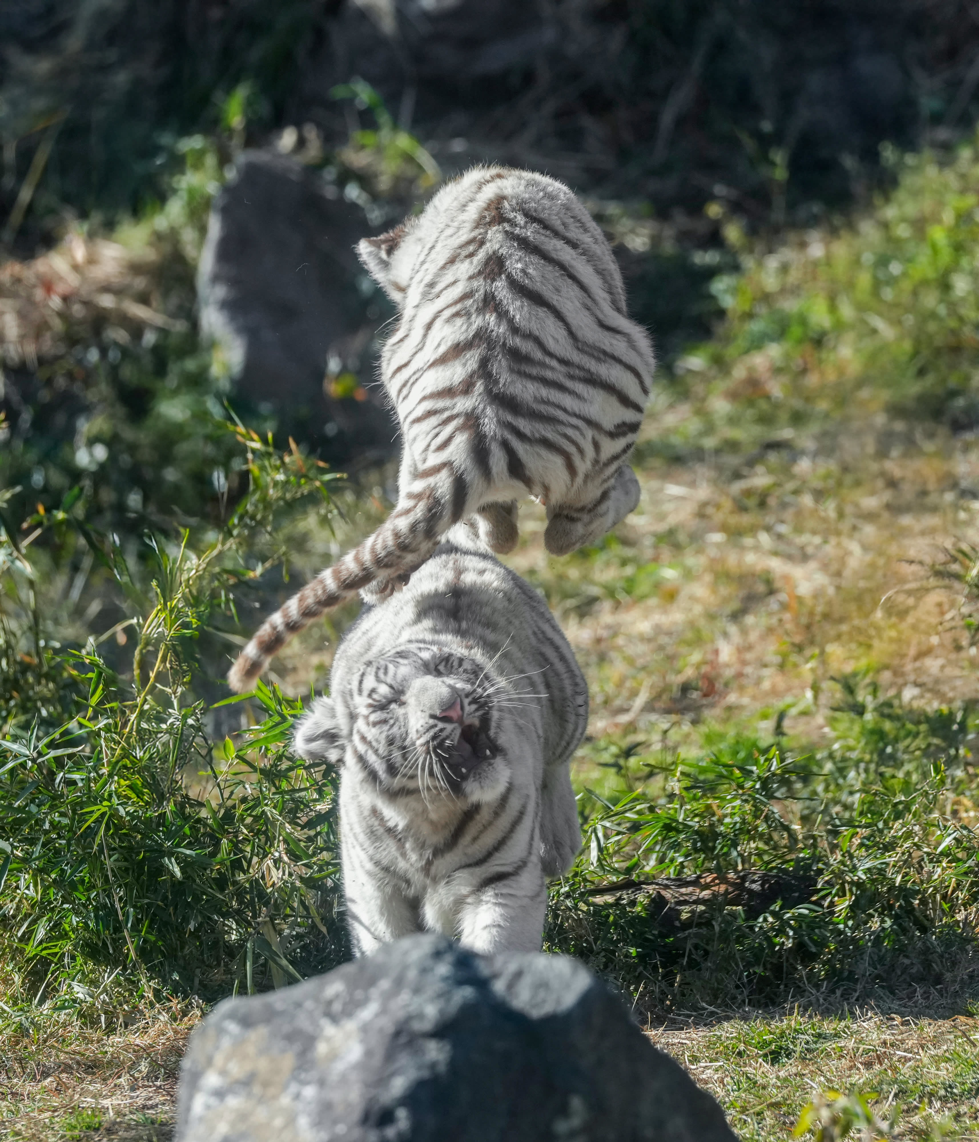 3ページ目）トラなのに「猫」「ペット」部門で1位…”ほぼねこ”な