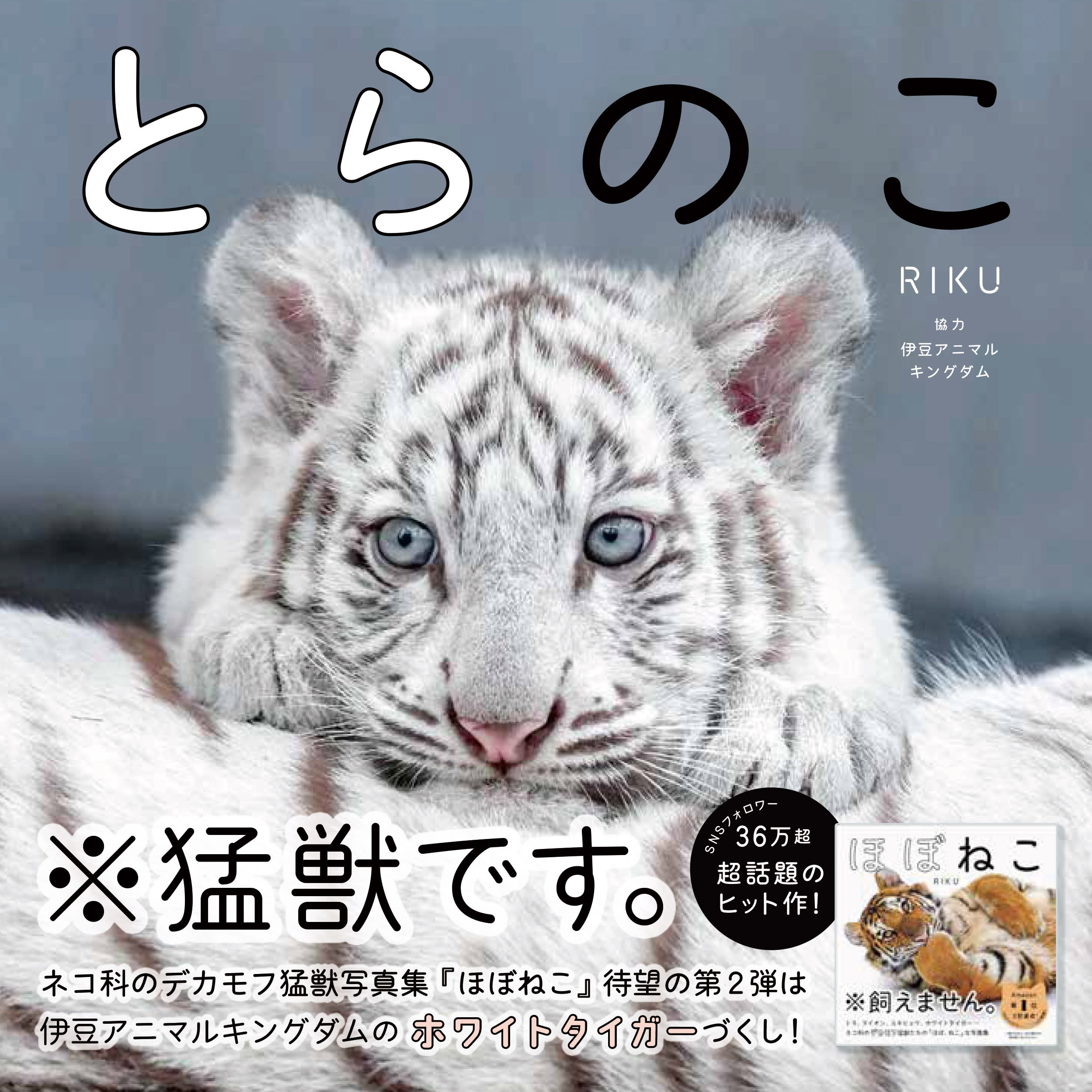 ファッション人気ブランドランキング 3ページ目）トラなのに「猫」「ペット」部門で1位…”ほぼねこ”な あみぐるみ