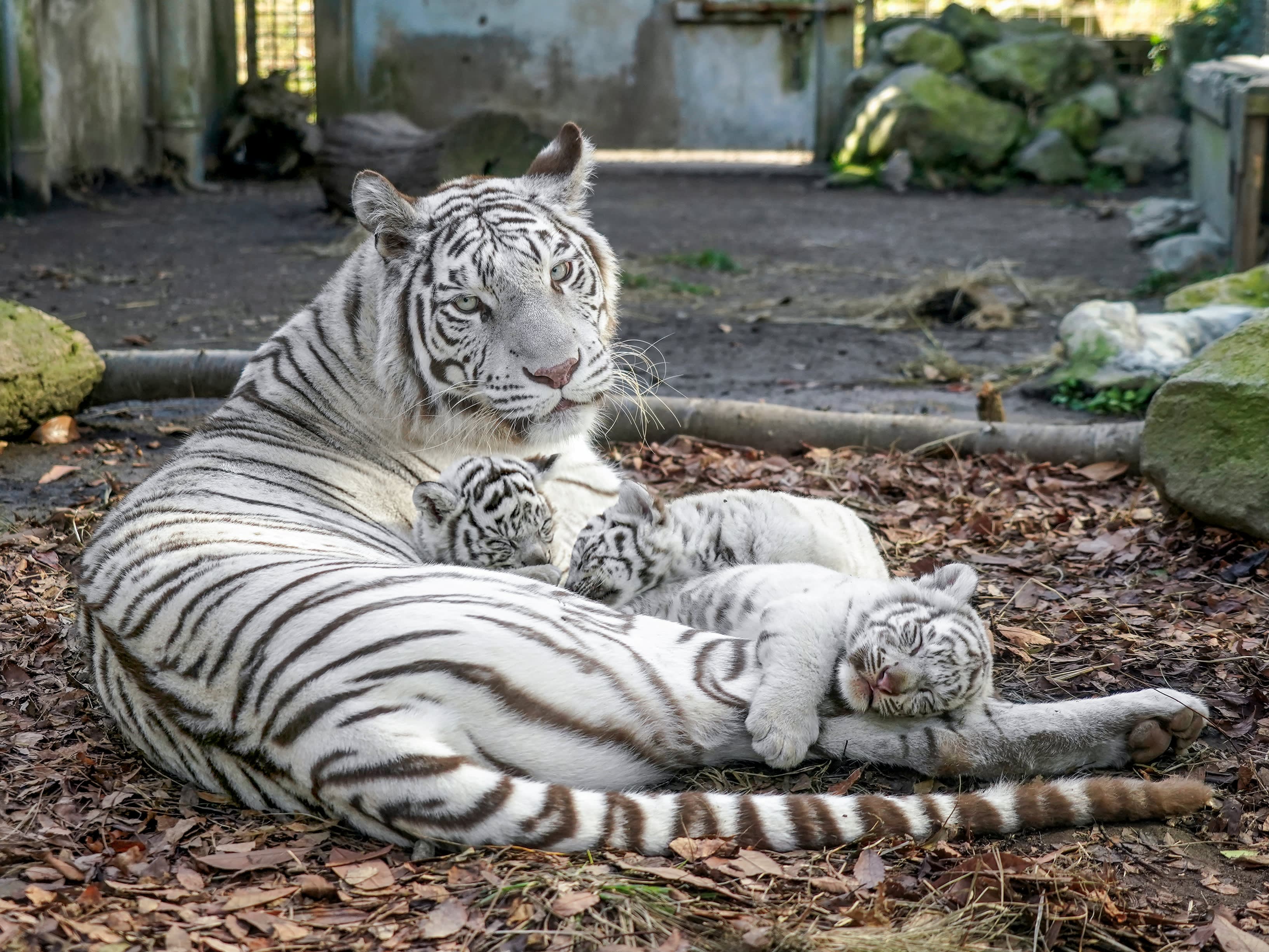 2ページ目）トラなのに「猫」「ペット」部門で1位…”ほぼねこ”な