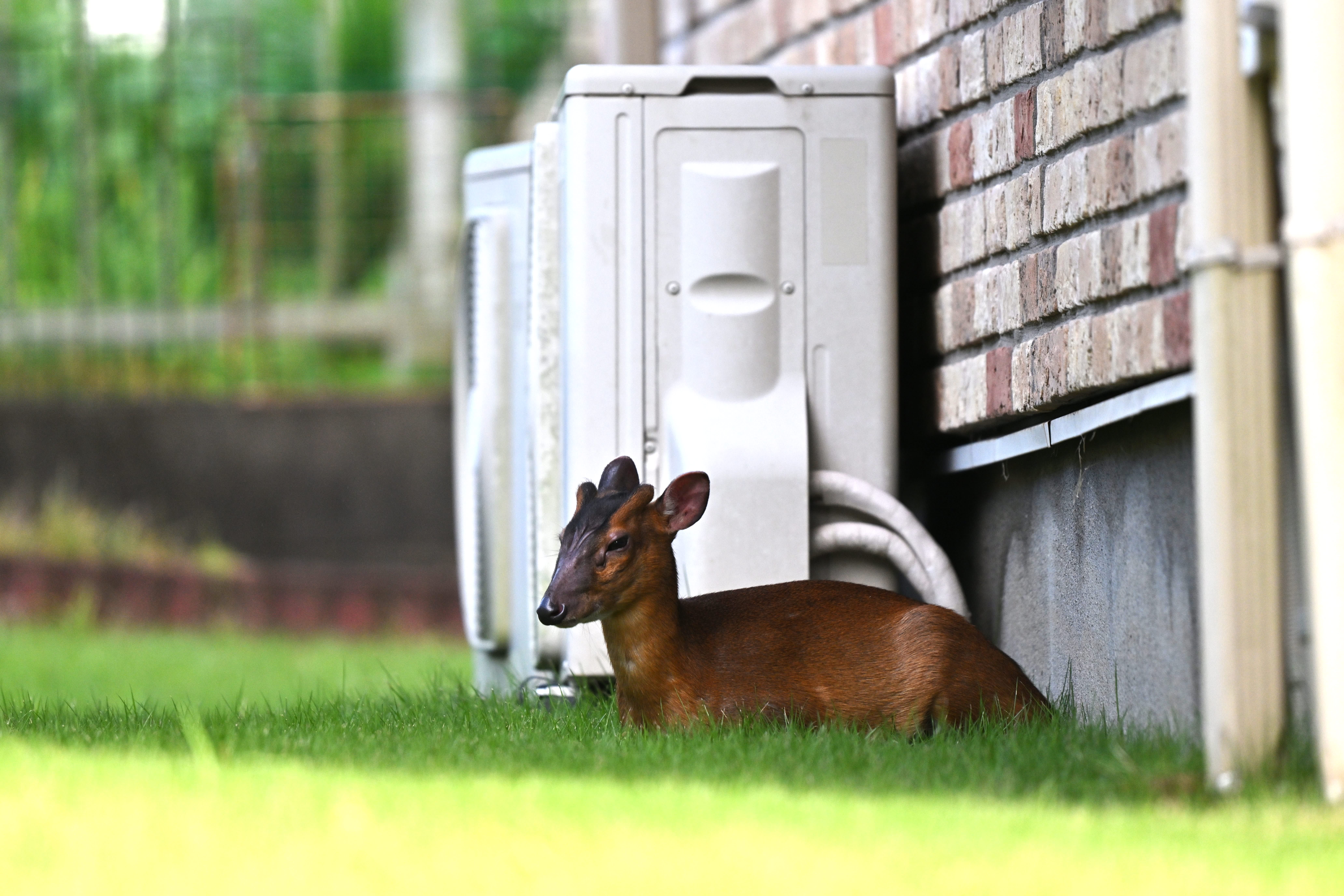 エゾジカ 大きな角 直接取りに来れる方限定❗️ 角に漁網やロープ、もがき
