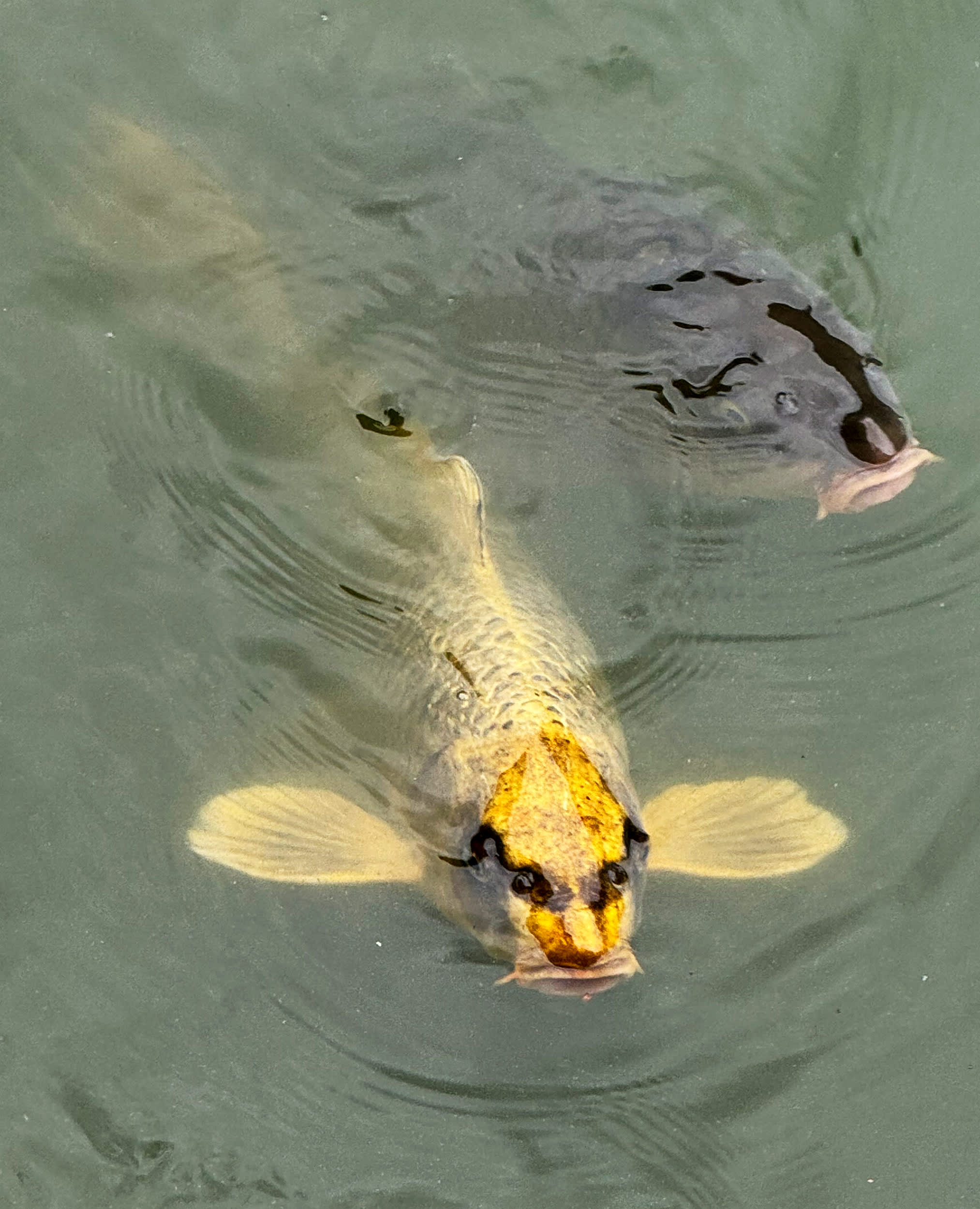 幻の人面魚が山形の池に生き残っていた!?《衝撃フォト!》 | FRIDAYデジタル