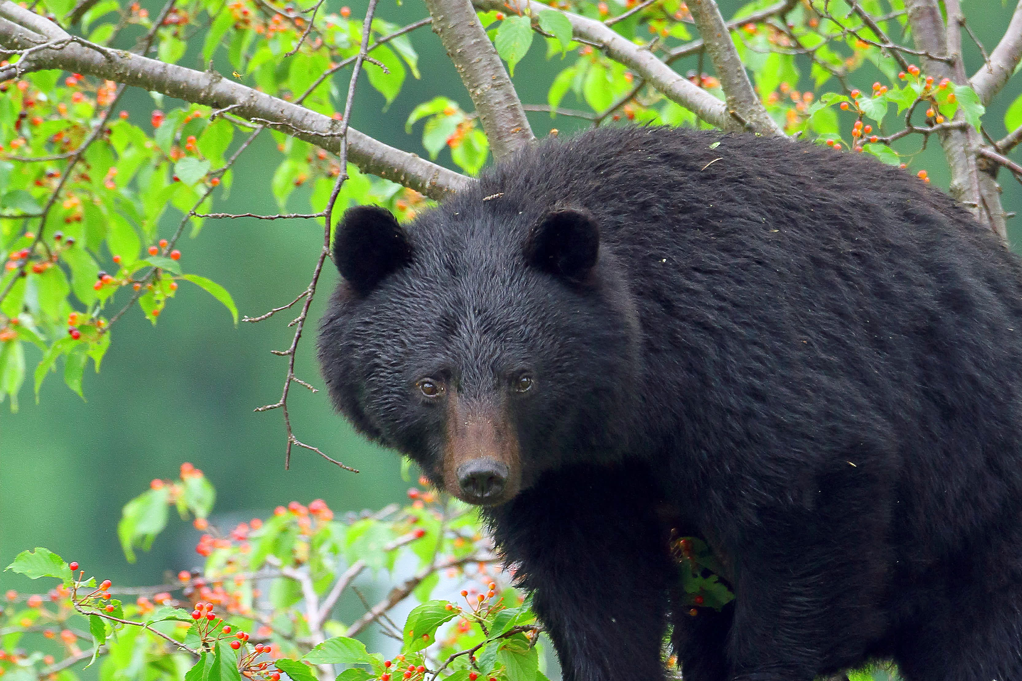 クマ様　確認ページ クマ情報】週間レポート8/14 ～8/21（大沼後生掛地区） | 八幡平