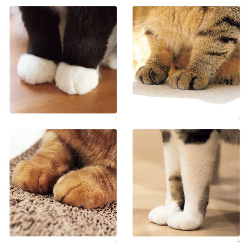 やっぱり「借りたく」なる!? 猫の“手”だけを集めた写真集が