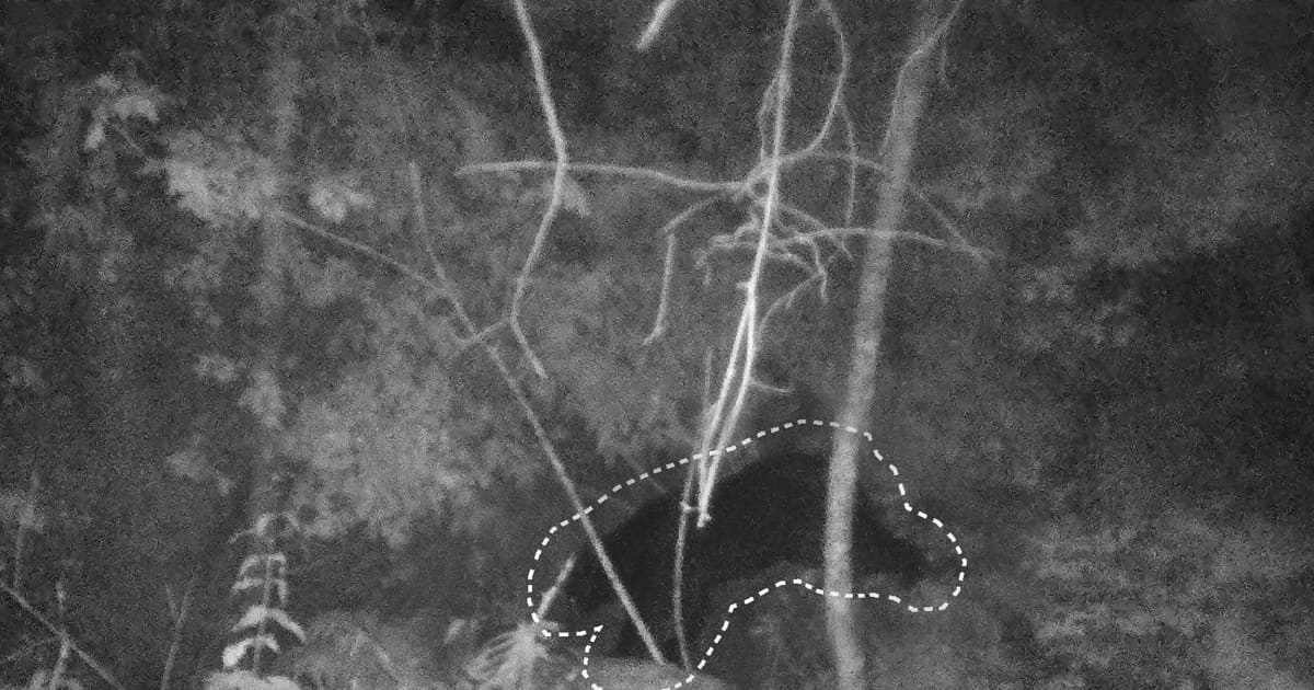 巨大くま 今年も現れた最恐巨大ヒグマ「OSO18」の”最新画像” | FRIDAYデジタル