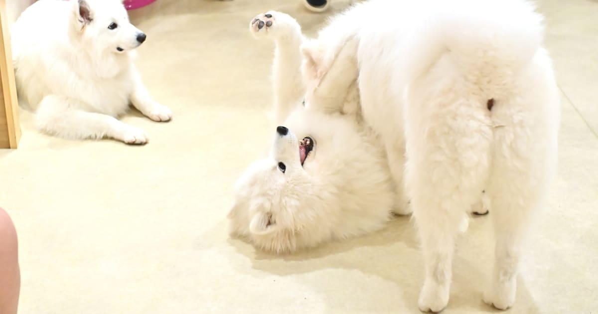 GWにお勧め》ふわふわモフモフの毛がたまらない～！SNSで大バズり中