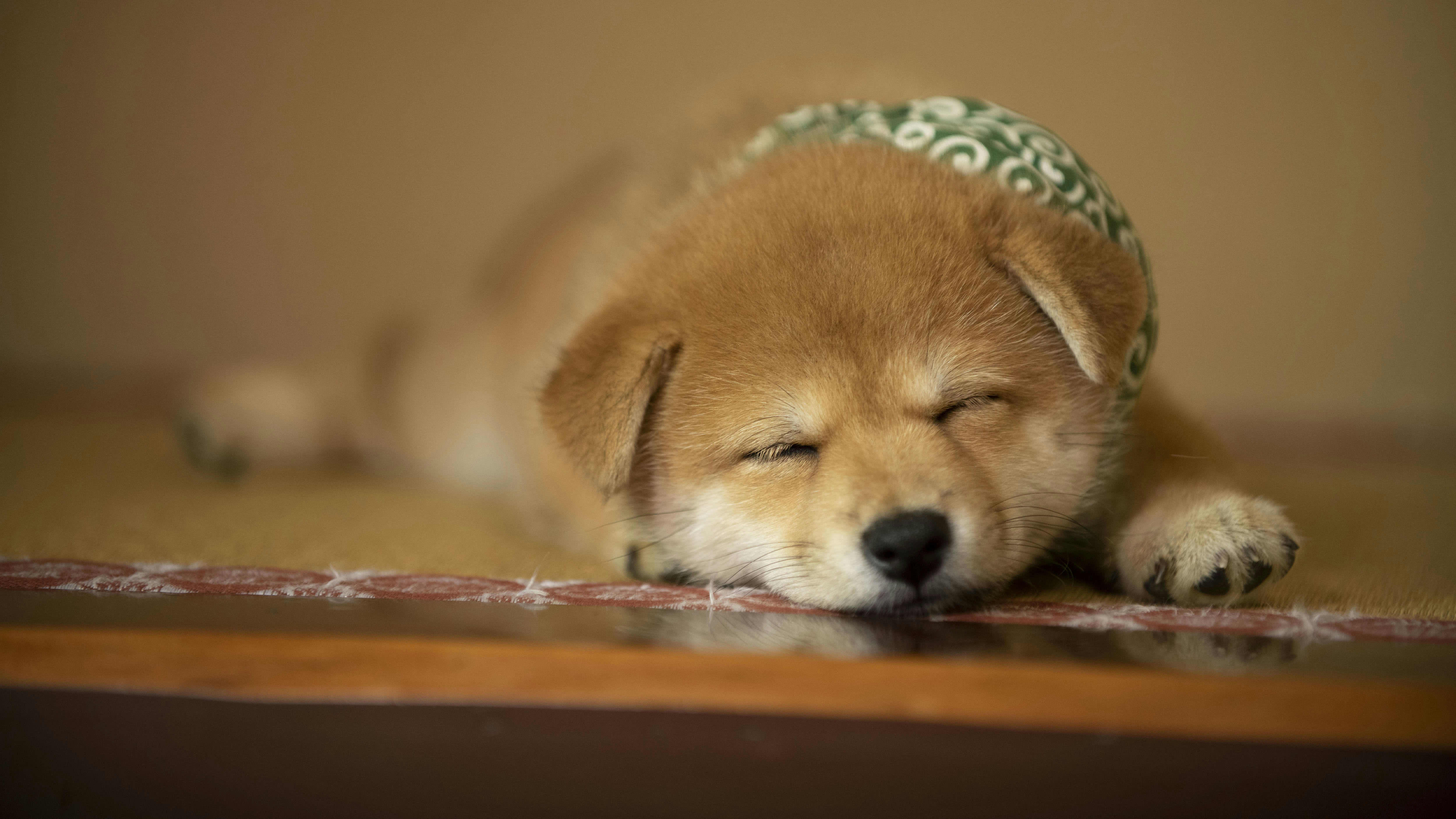 「和風総本家」の看板犬・豆助たちの悶絶かわいい画像まとめ