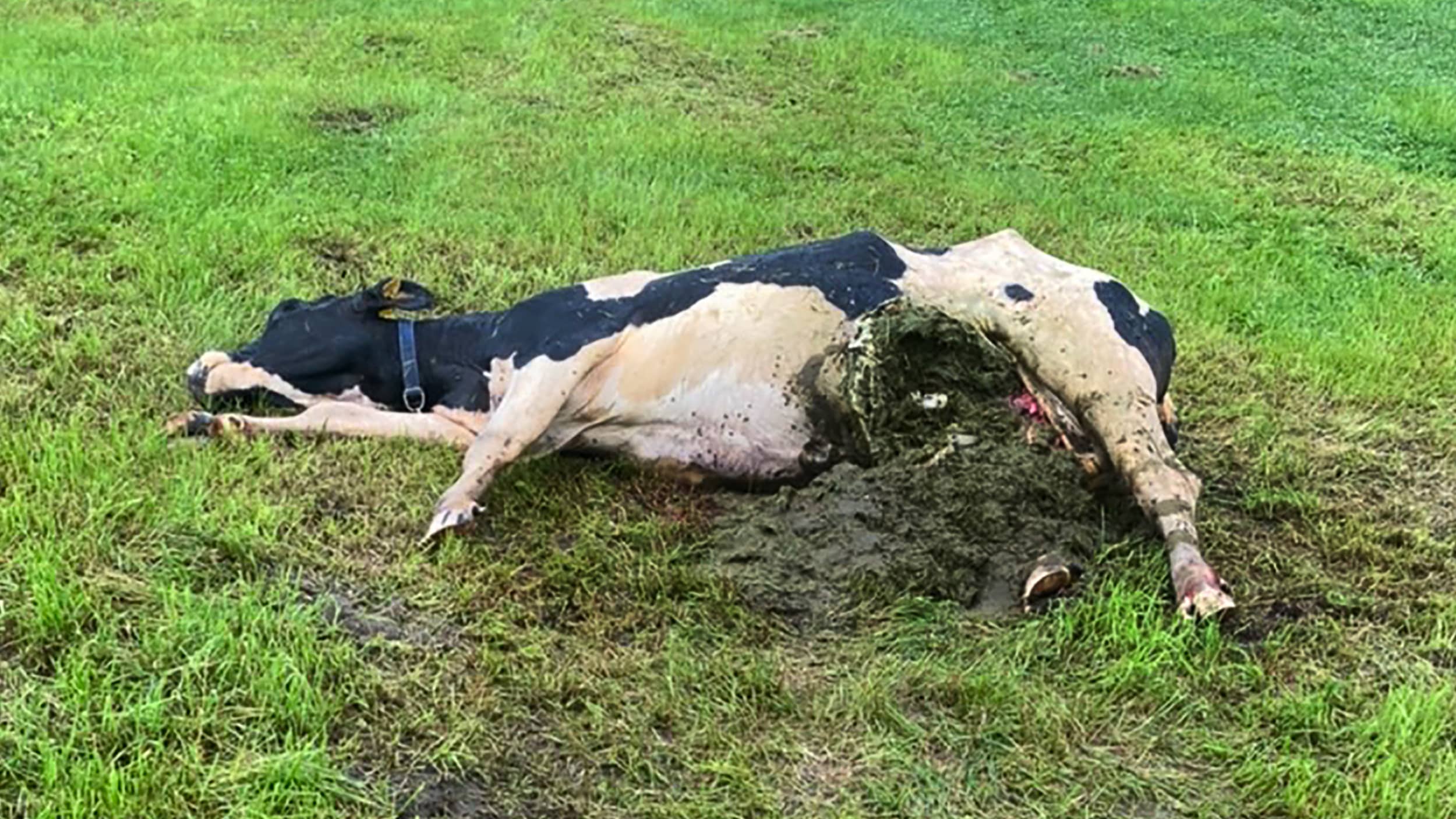 全貌写真をスクープ入手！》体重300kg超えの最凶巨大ヒグマ「OSO18」の