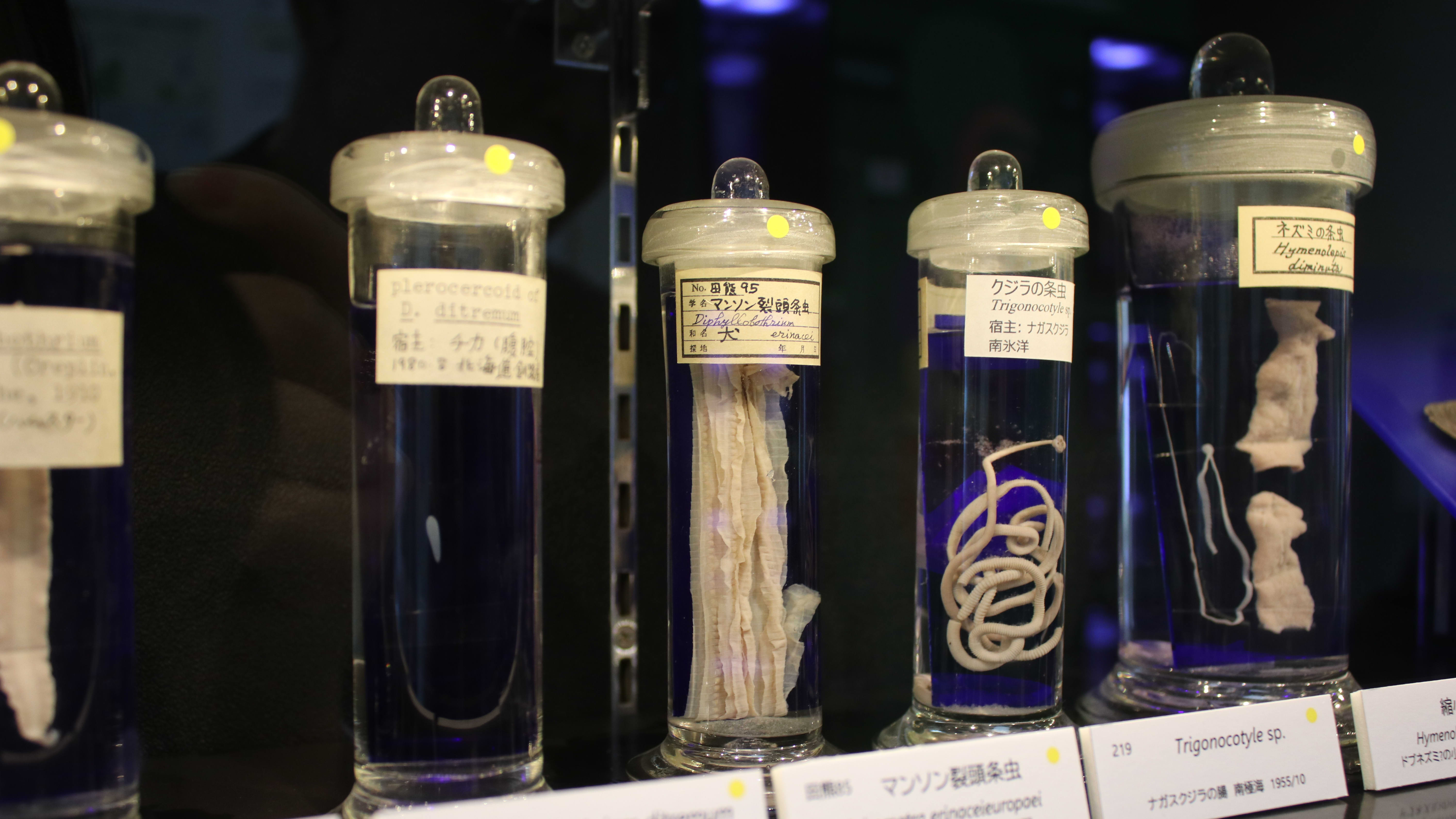 ビル・ゲイツも驚嘆の体内に寄生した8.8mのサナダムシ！「目黒寄生虫館