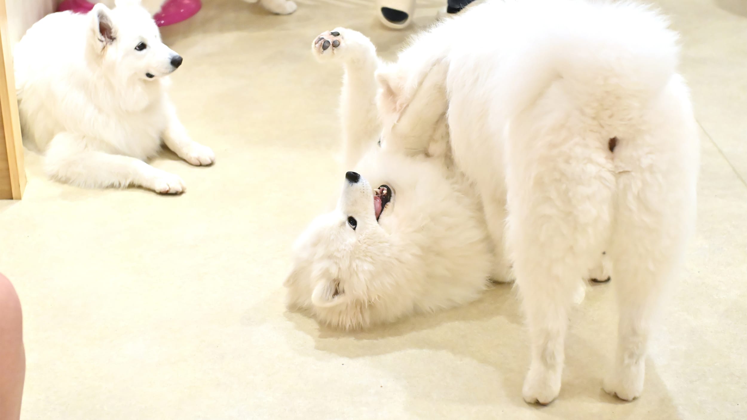 GWにお勧め》ふわふわモフモフの毛がたまらない～！SNSで大バズり中