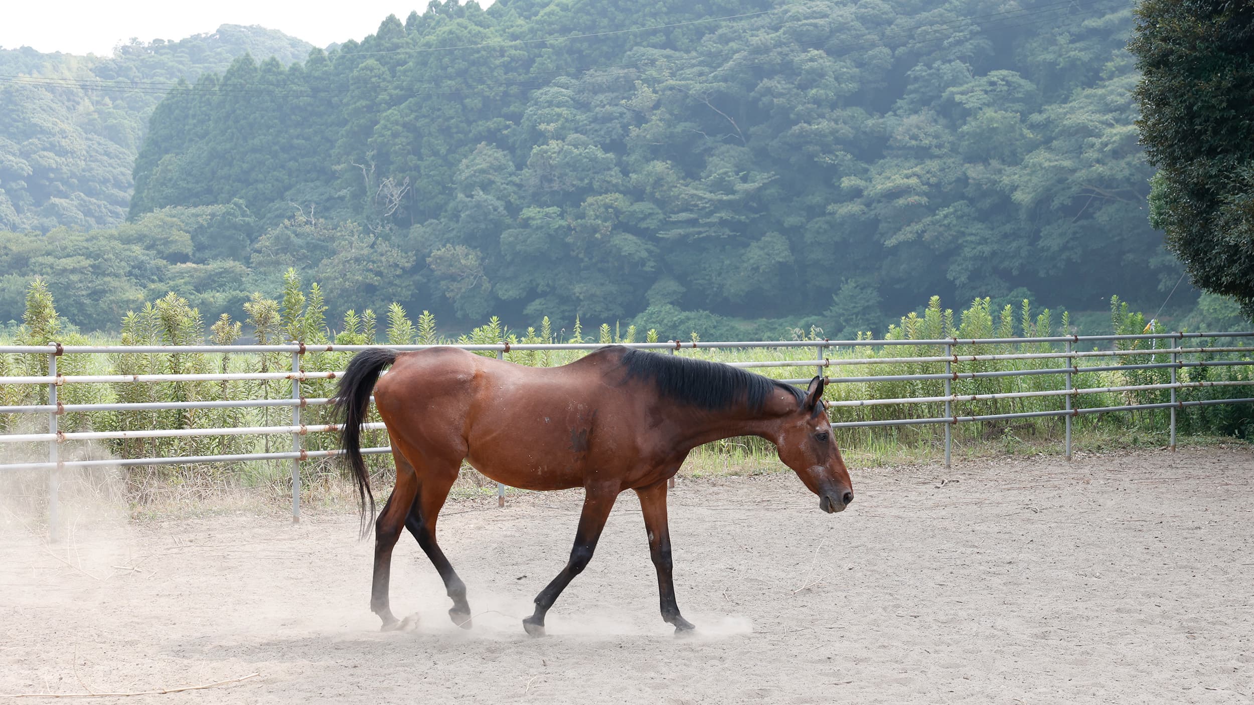 a53b28a68f7bf6fa370cdf2999ff88