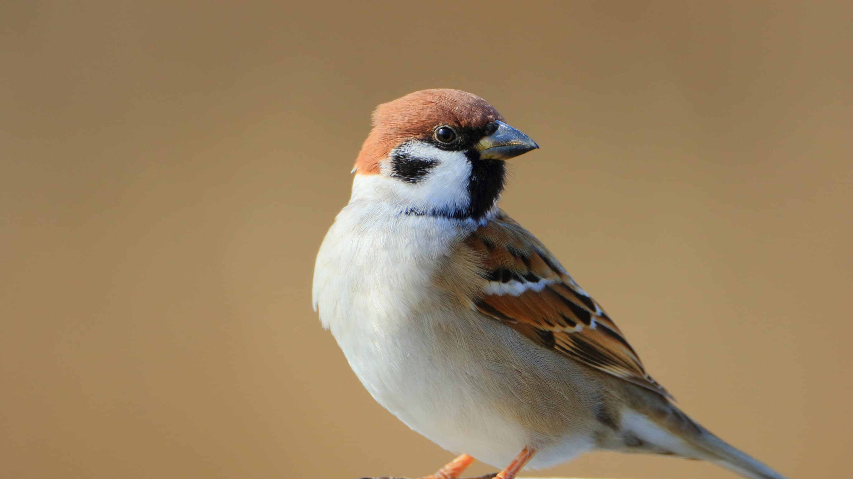 日本からスズメが消える…スズメ大好き旭山動物園統括園長が語る「意外