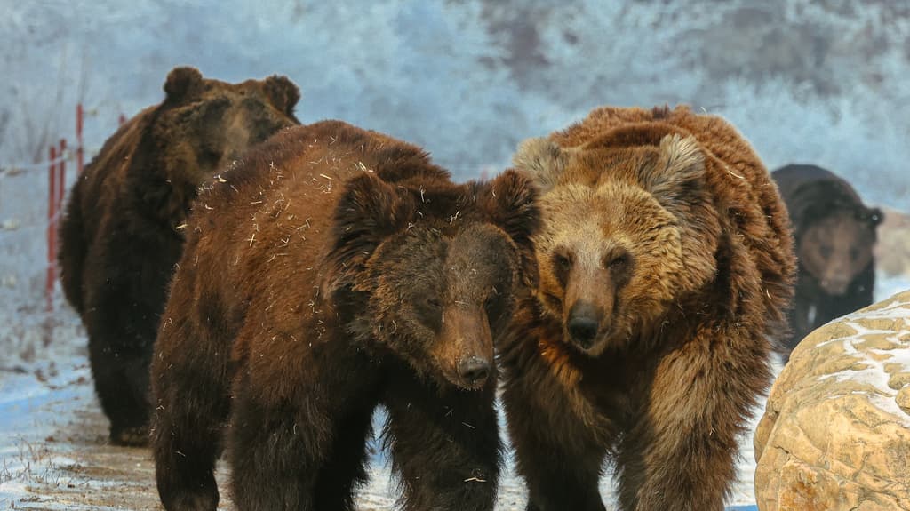 ヒグマとツキノワグマの交雑種が人間を襲っている！？…秋田で囁かれる