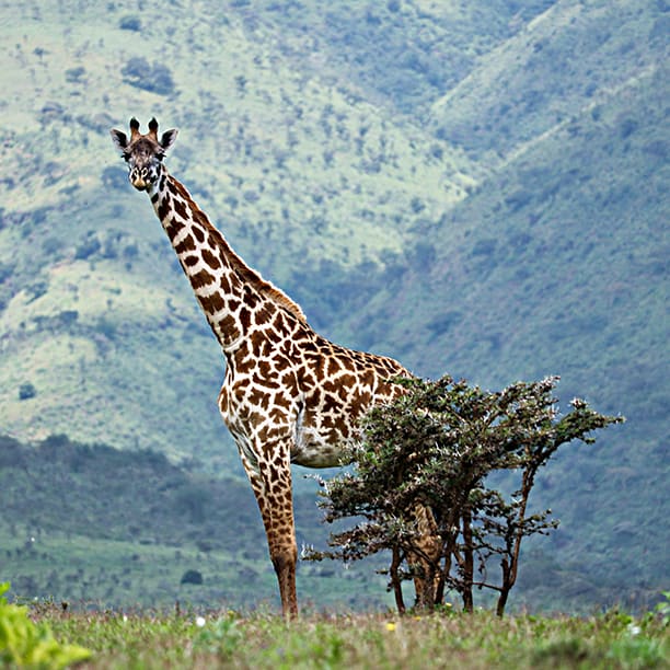 Giraffe