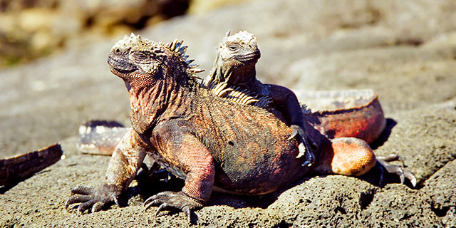 The Galápagos