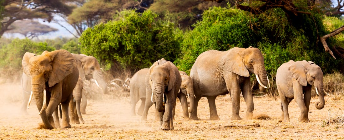 Treasures of Tanzania & Kenya