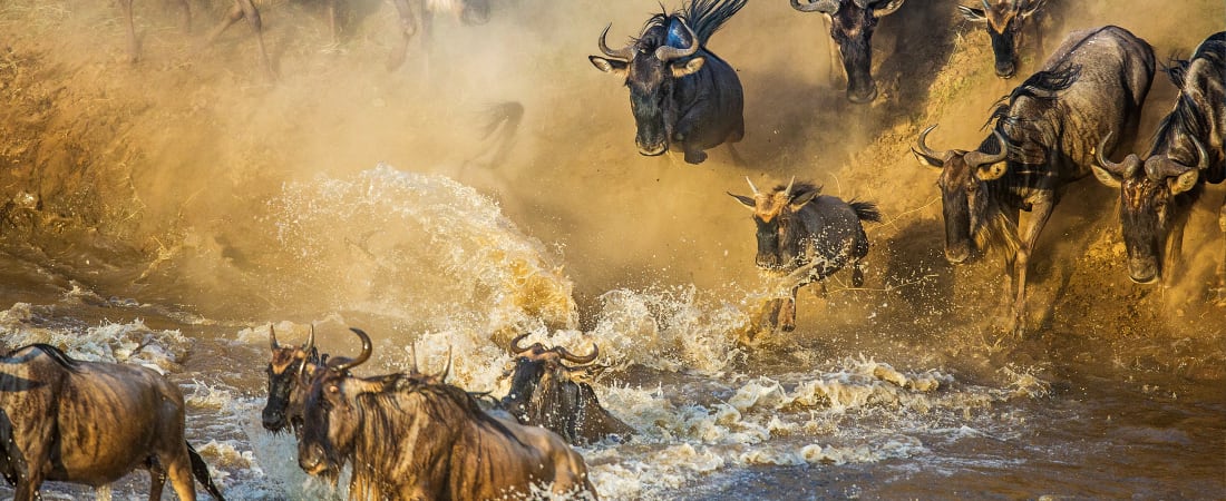 Kenya Wildlife Safari
