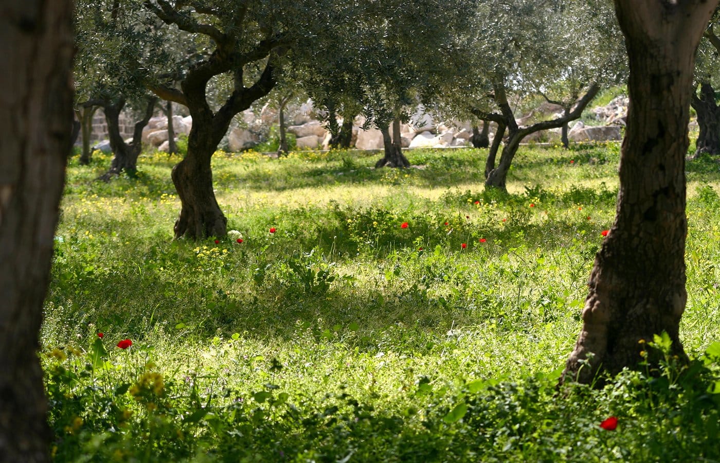 Garden of Gethsemane