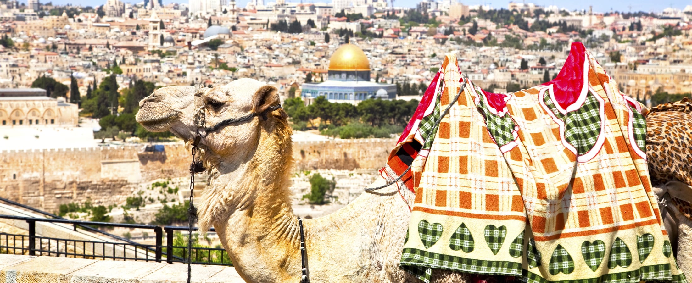 Camel in Jerusalem