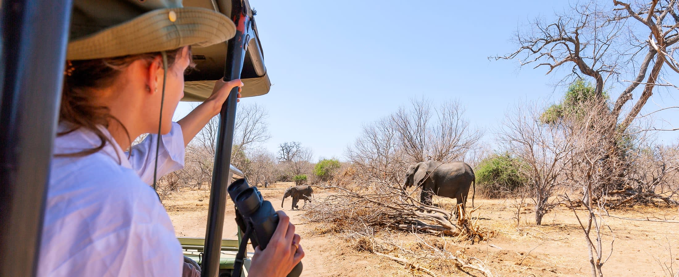 Observing elephants on safari