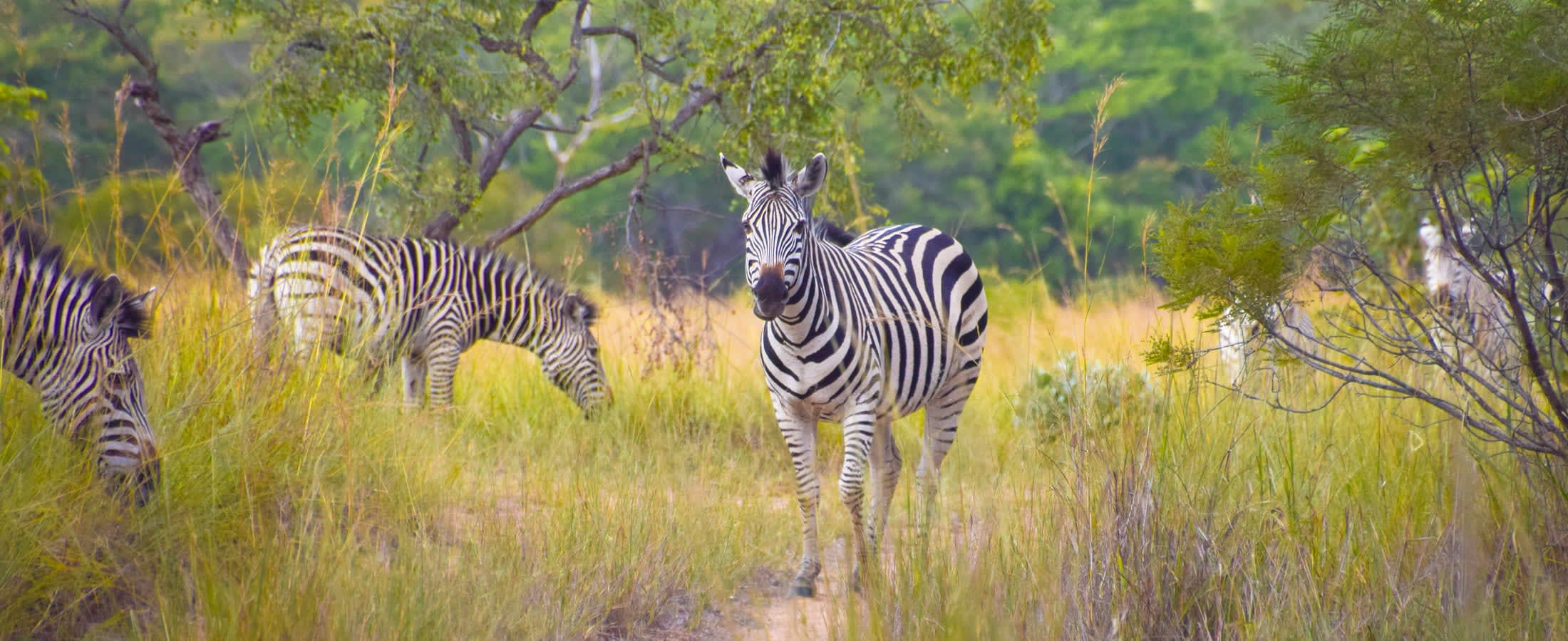 Zebras, Hwange National Park