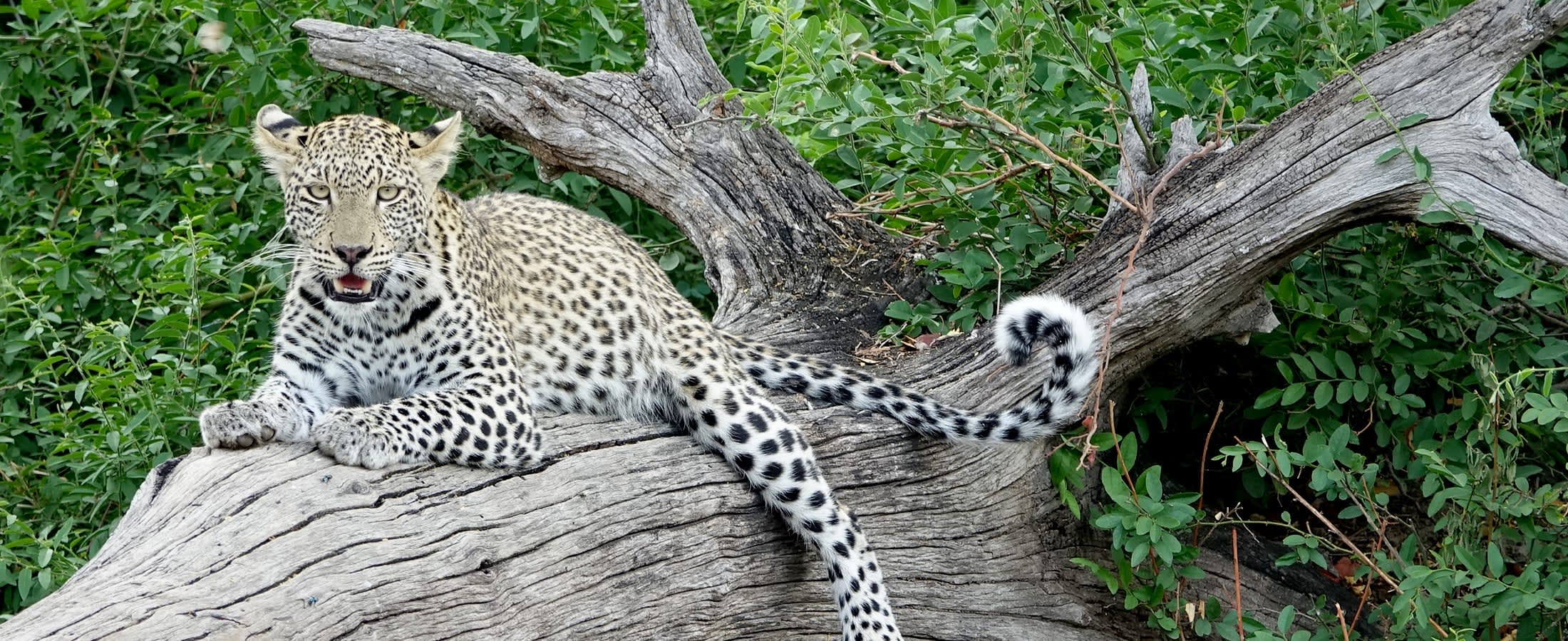 Leopard, Chobe National Park