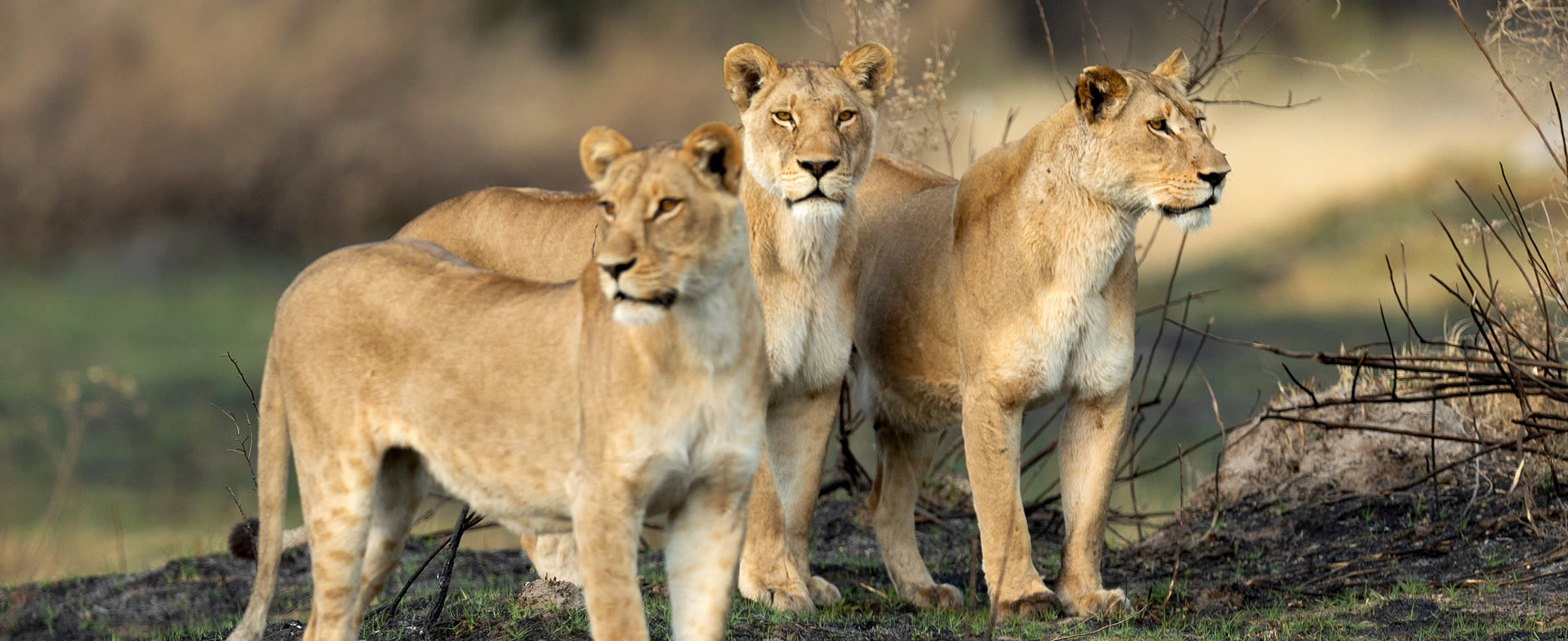 Lions, Chobe National Park