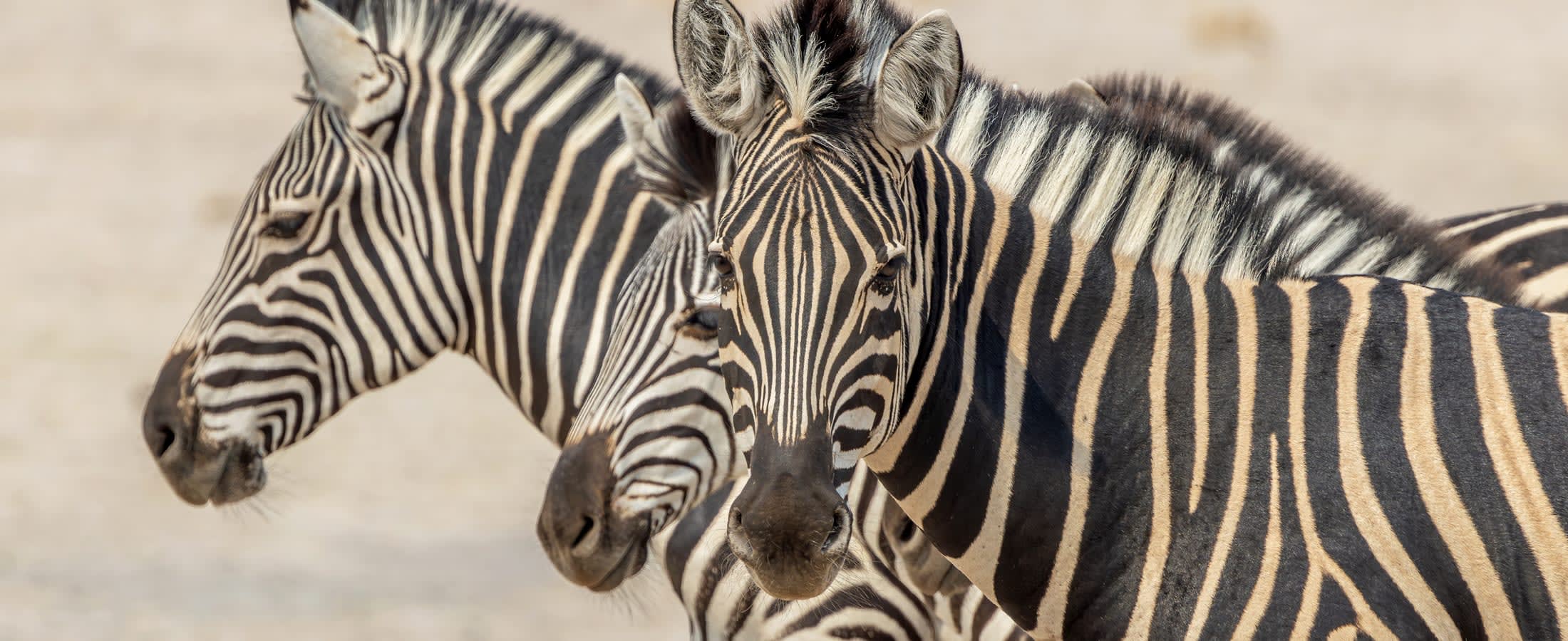 Zebra, Chobe National Park