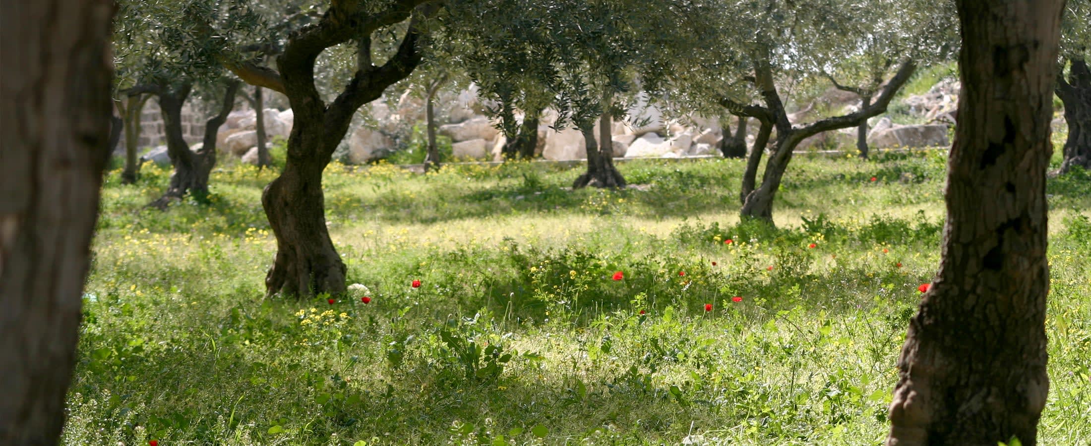 Garden of Gethsemane