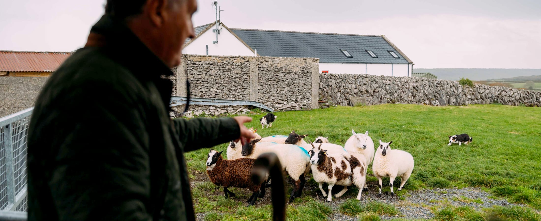 Sheepdog demonstration