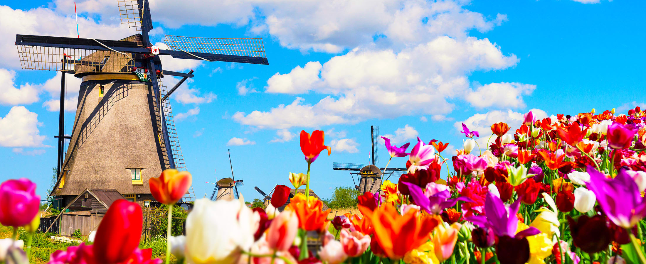 Tulips and windmils, Kinderdijk