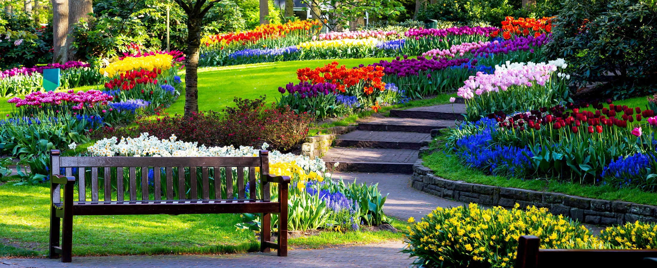 Colorful tulips, Kuekenhof