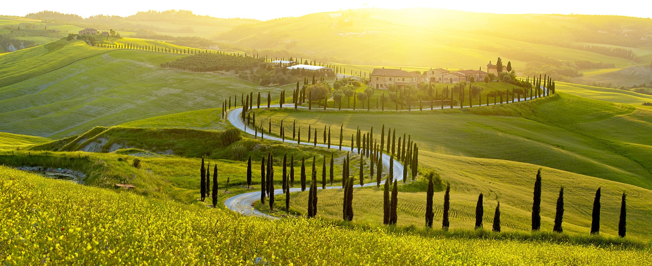 Tuscany vineyards