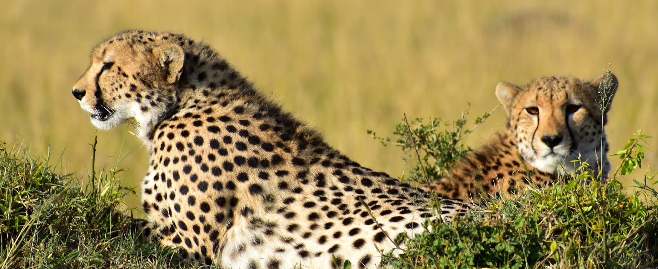 Cheetahs