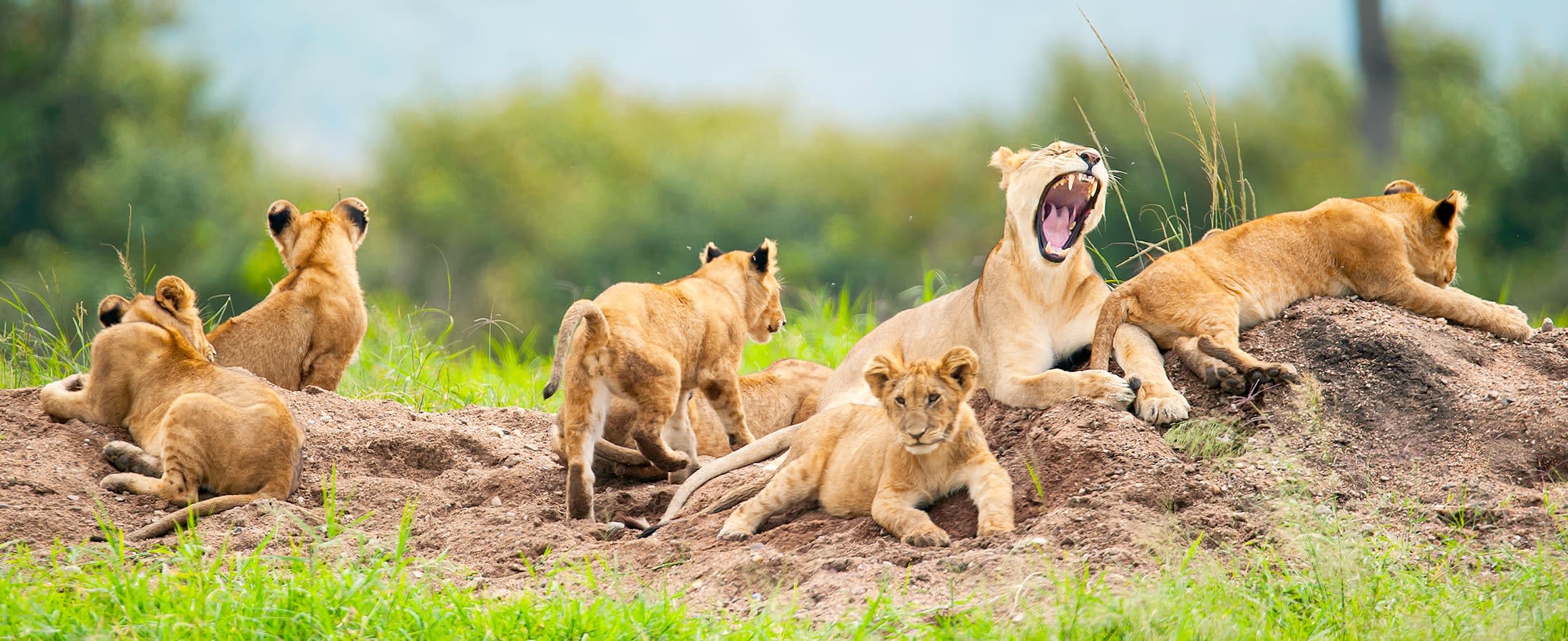 Lioness with her cubs, Masai Mara National Reserve