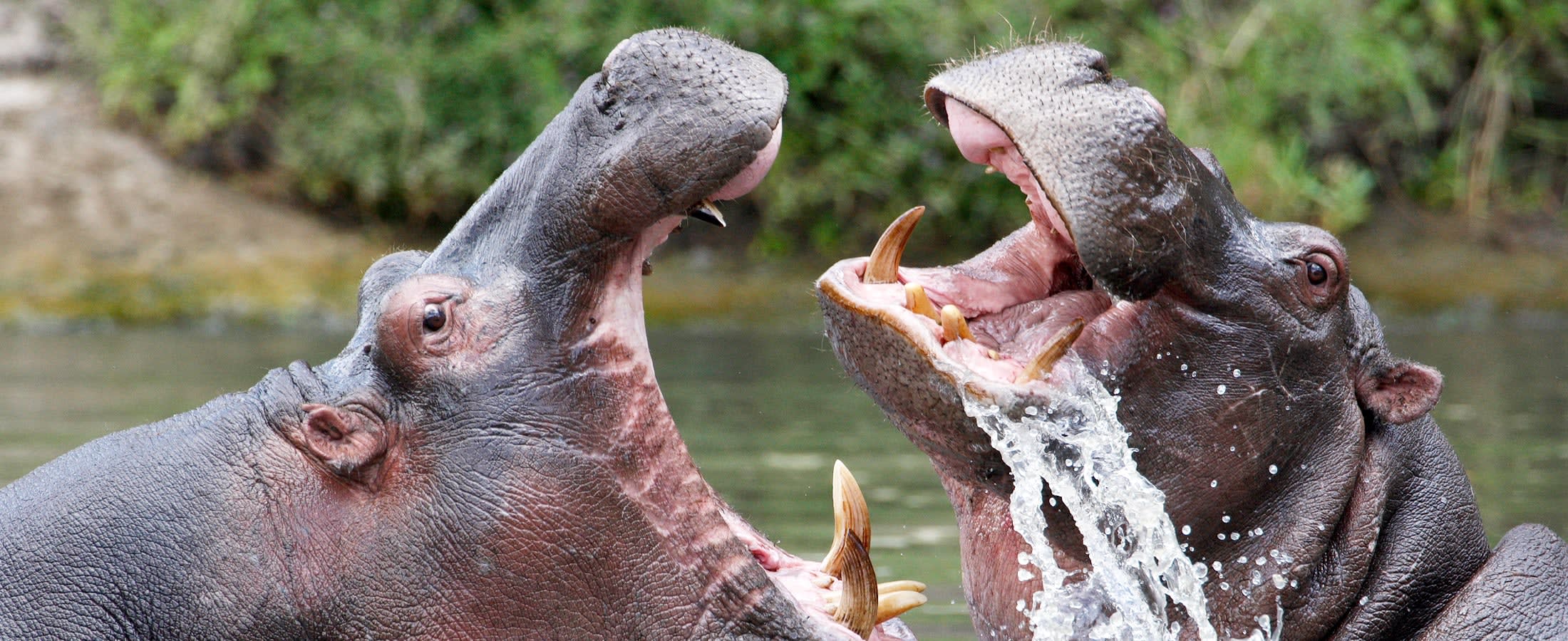Hippos, Lake Nakuru