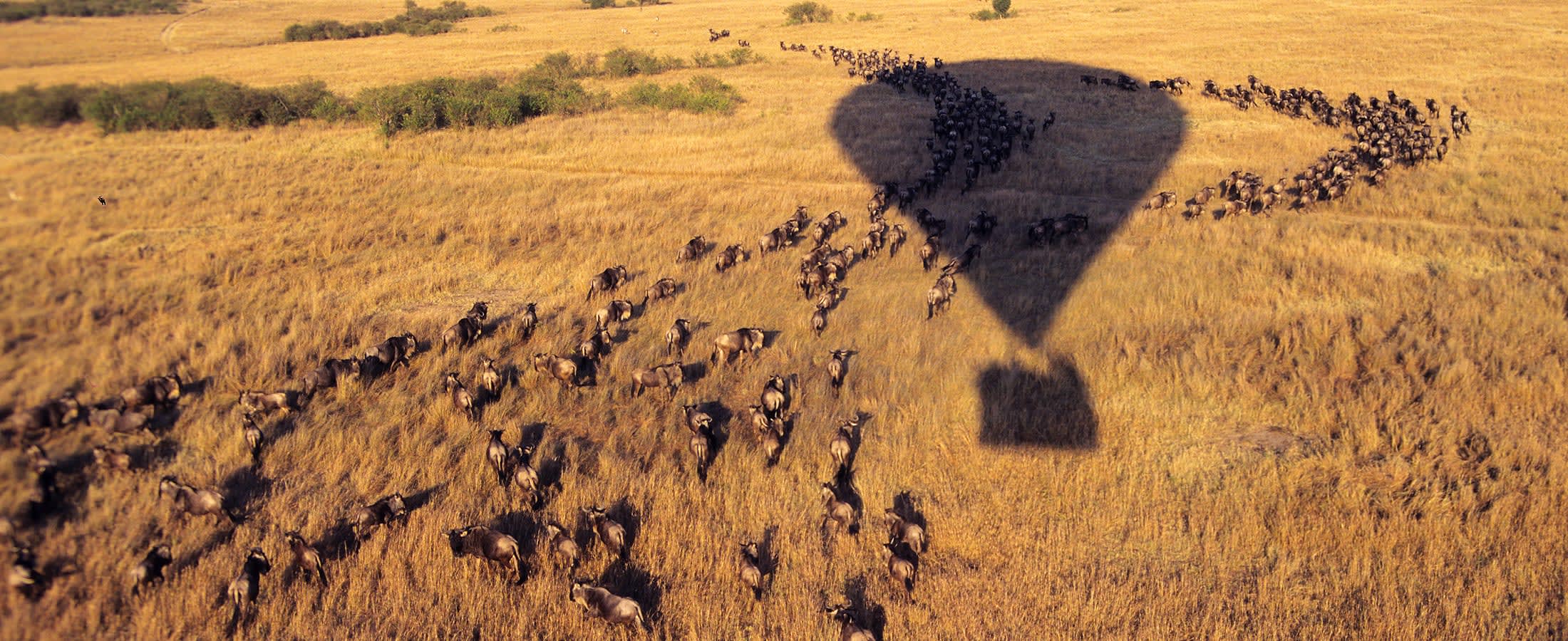 Hot air ballon ride, Masai Mara