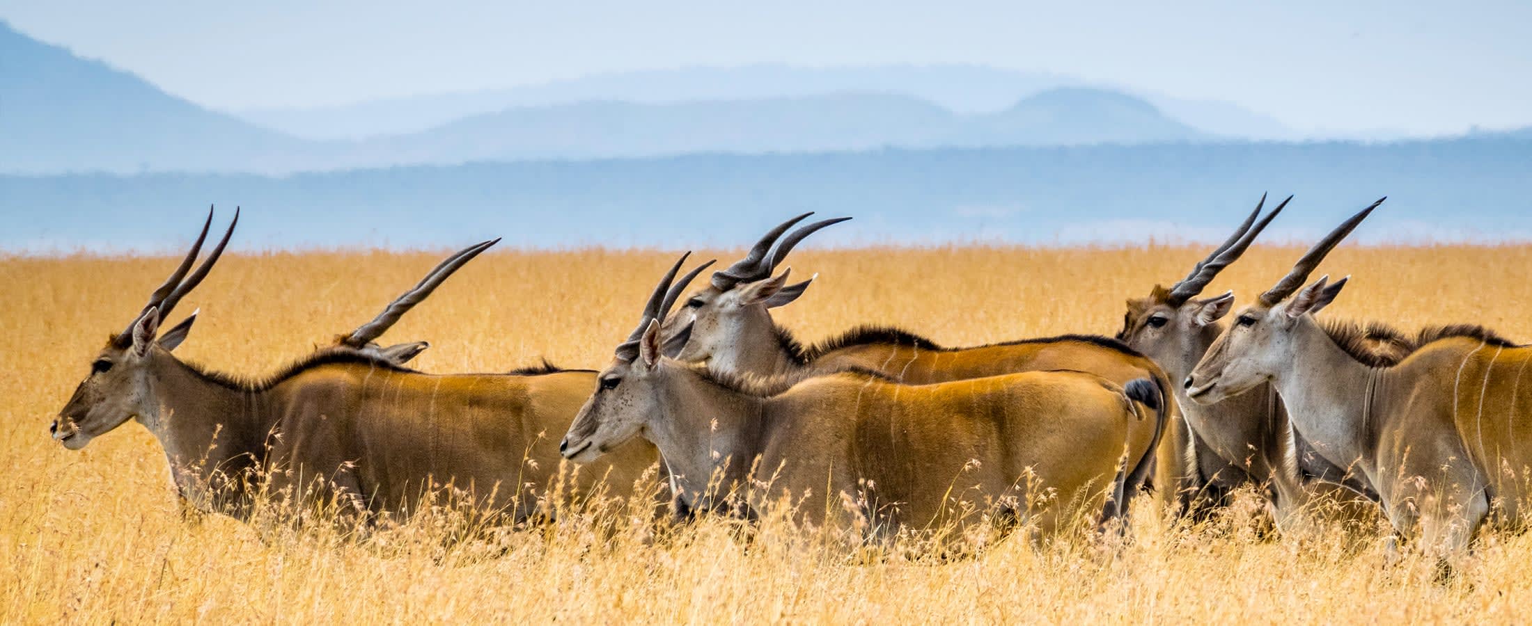 Eland herd, Masai Mara