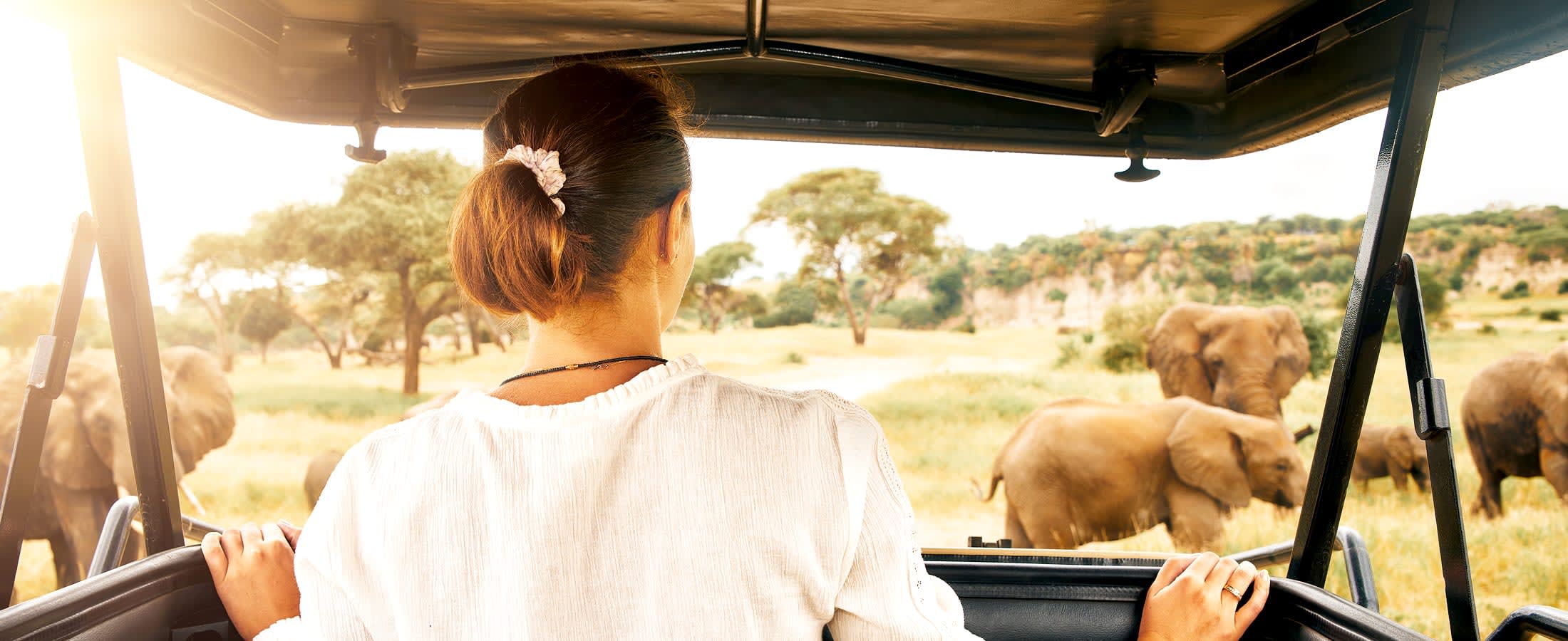 Viewing elephants on safari
