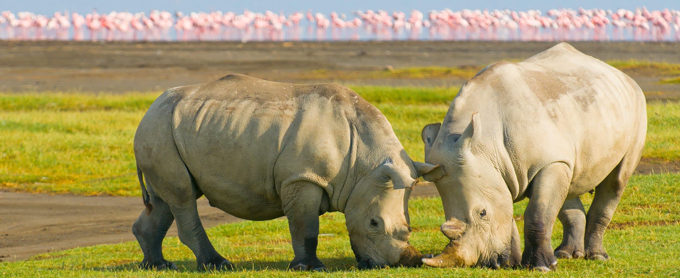 Rhinos, Lake Nakuru National Park