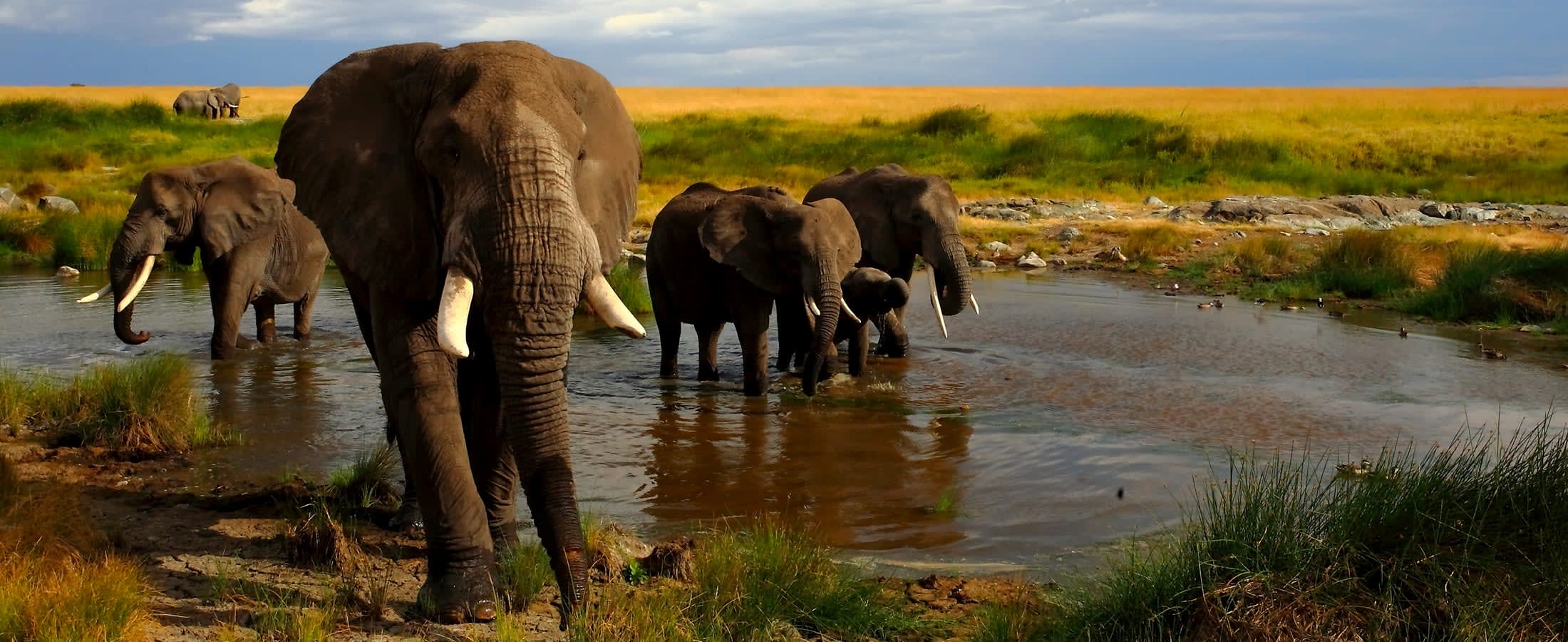 Elephants at a watering hole, Masai Mara National Reserve