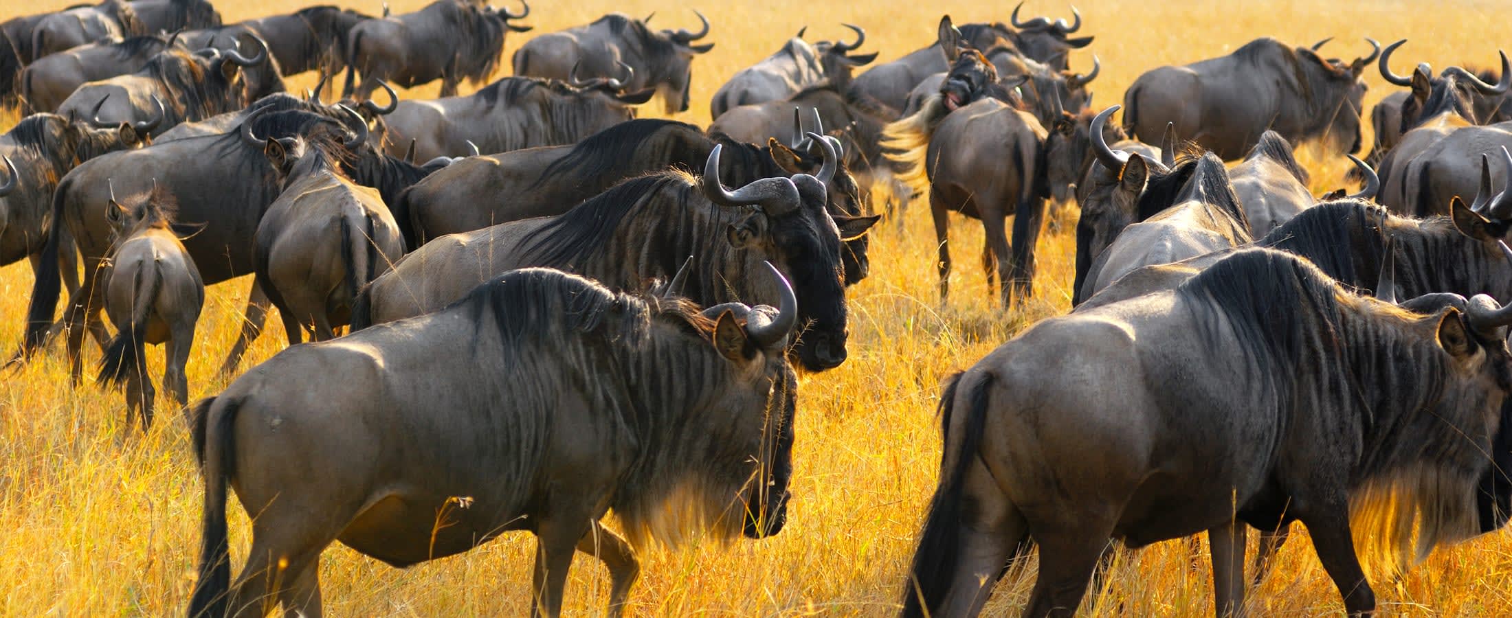 Wildebeest herd, Masai Mara National Reserve