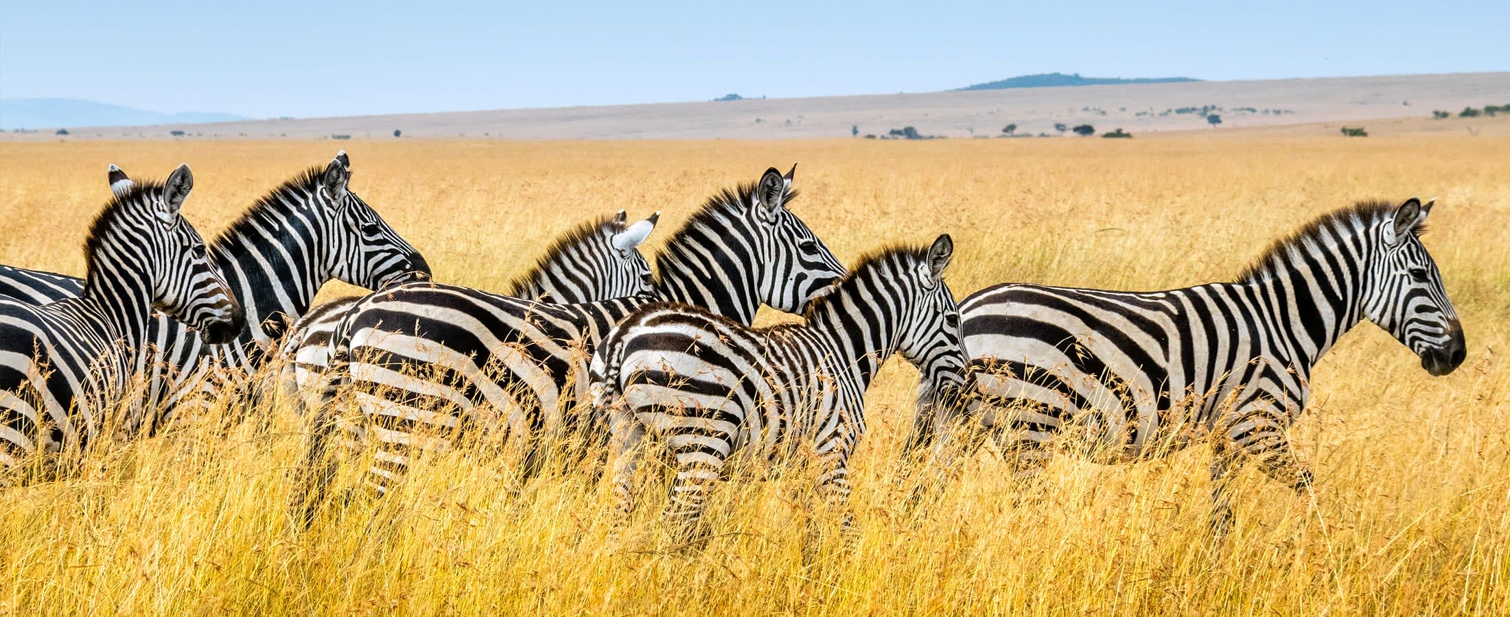 Zebra herd, Masai Mara National Reserve