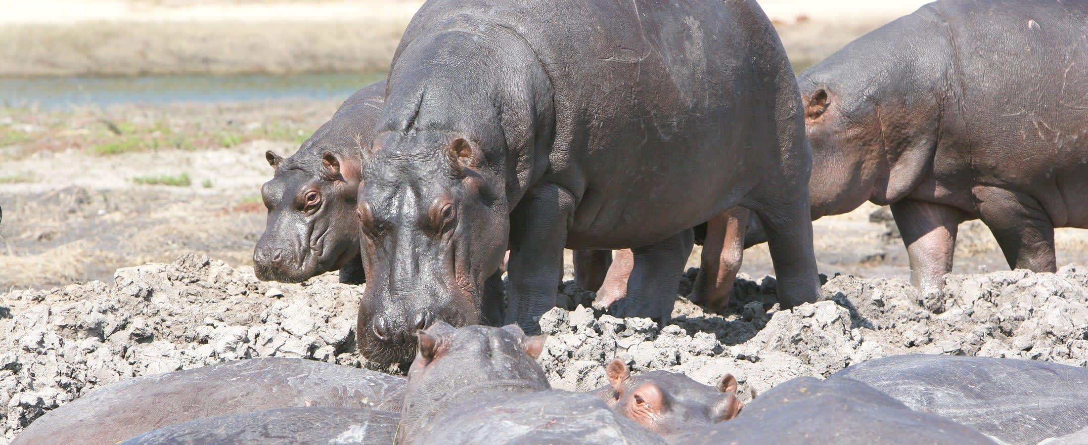 Hippos, Chobe National Park
