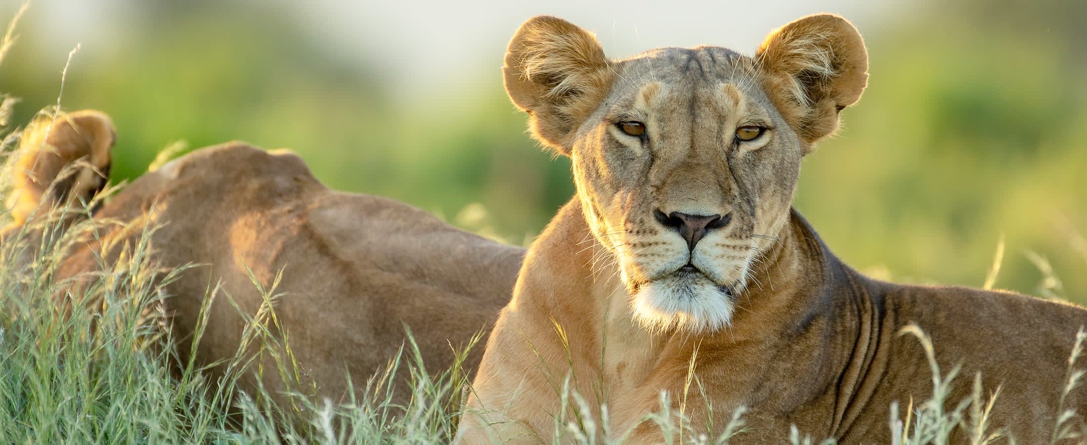 Lioness, Chobe National Park
