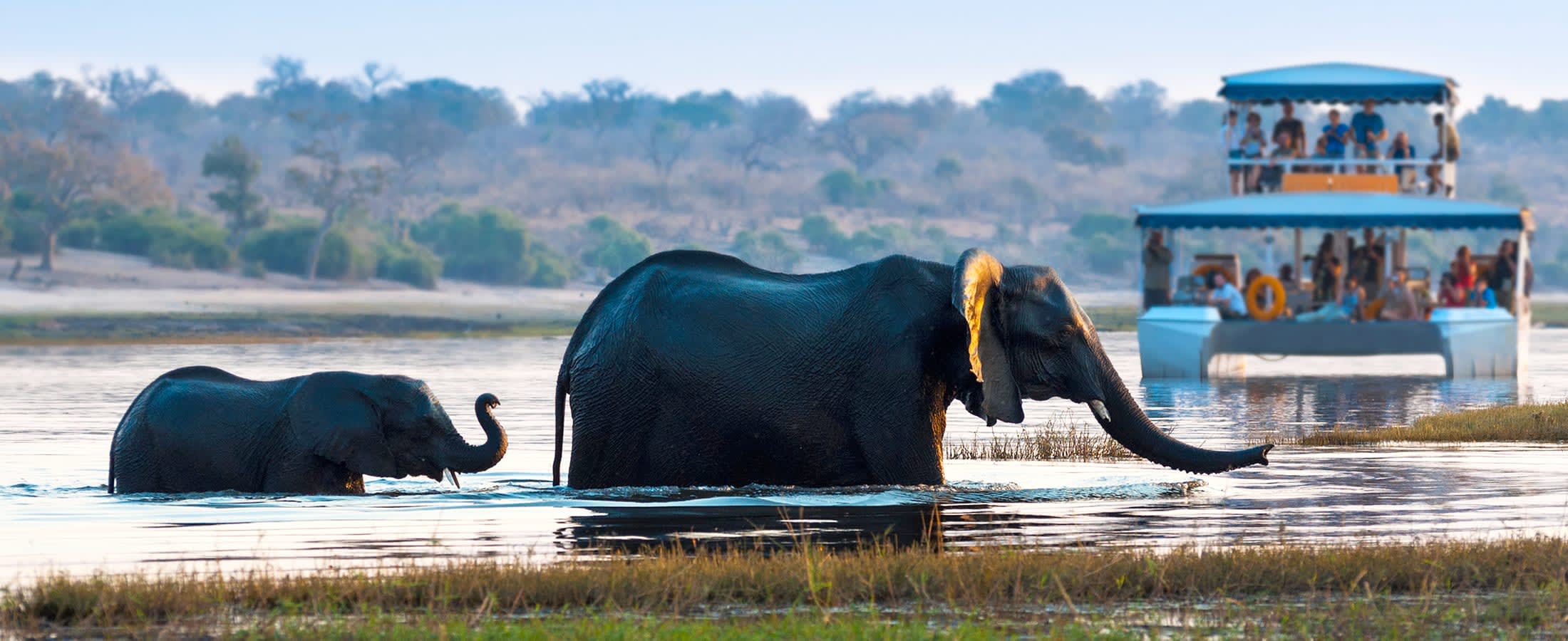 Cruise on the Chobe River
