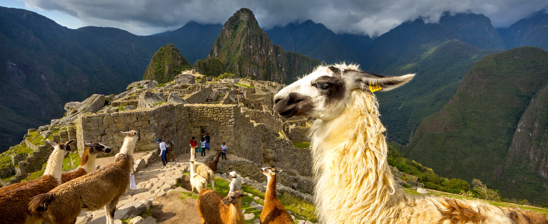 Alpacas, Machu Picchu