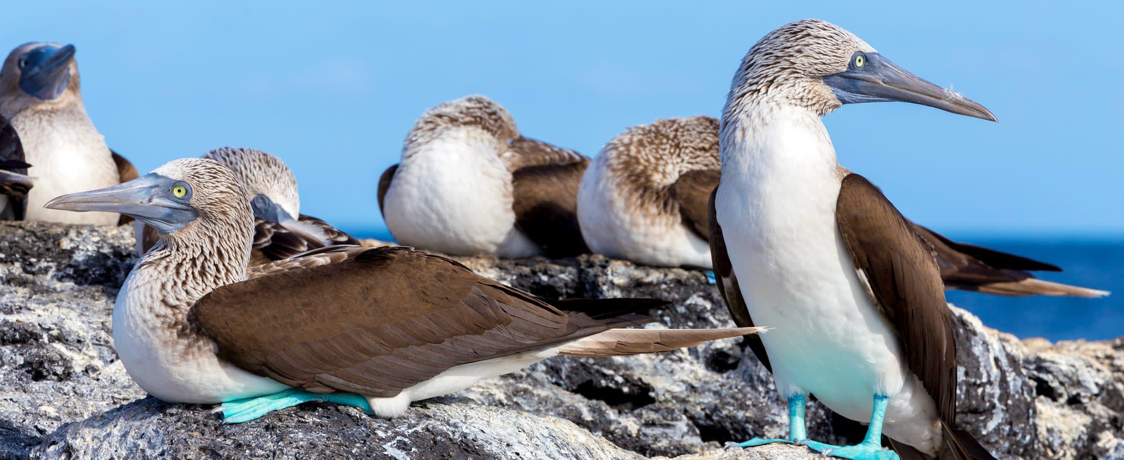 Blue-footed boobies, Galapagos Islands