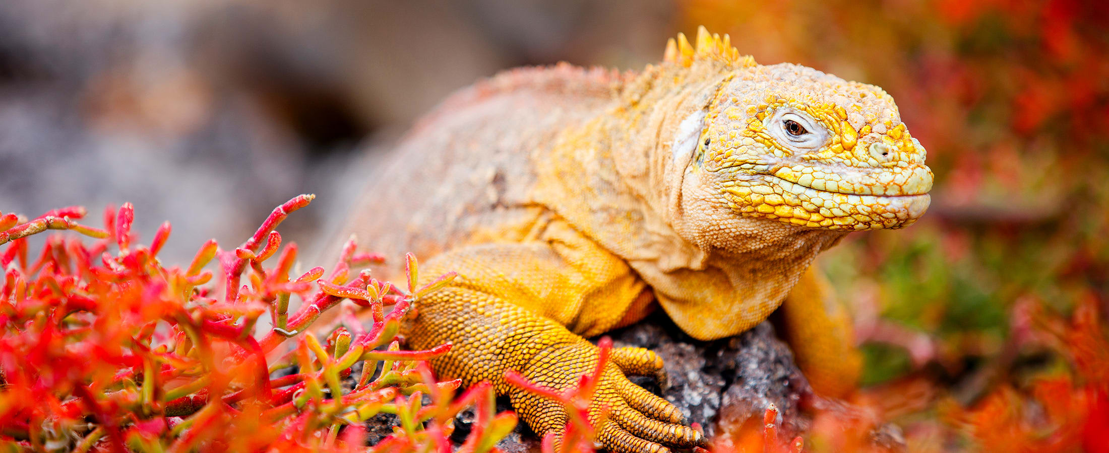 Land Iguana, Galapagos Islands
